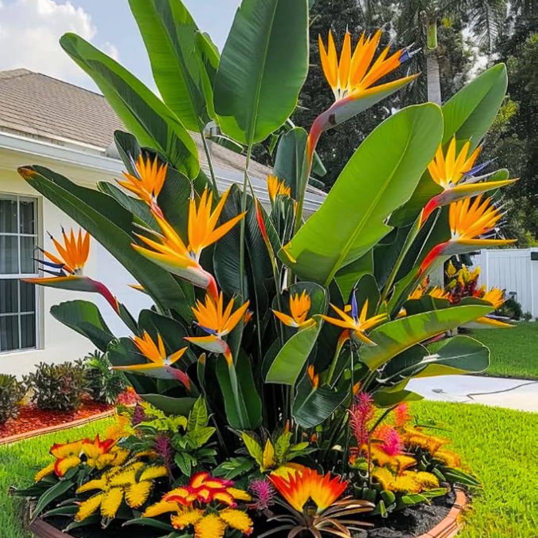 Amazon.com : Bird of Paradise Plants - Live Tropical Ornamental
